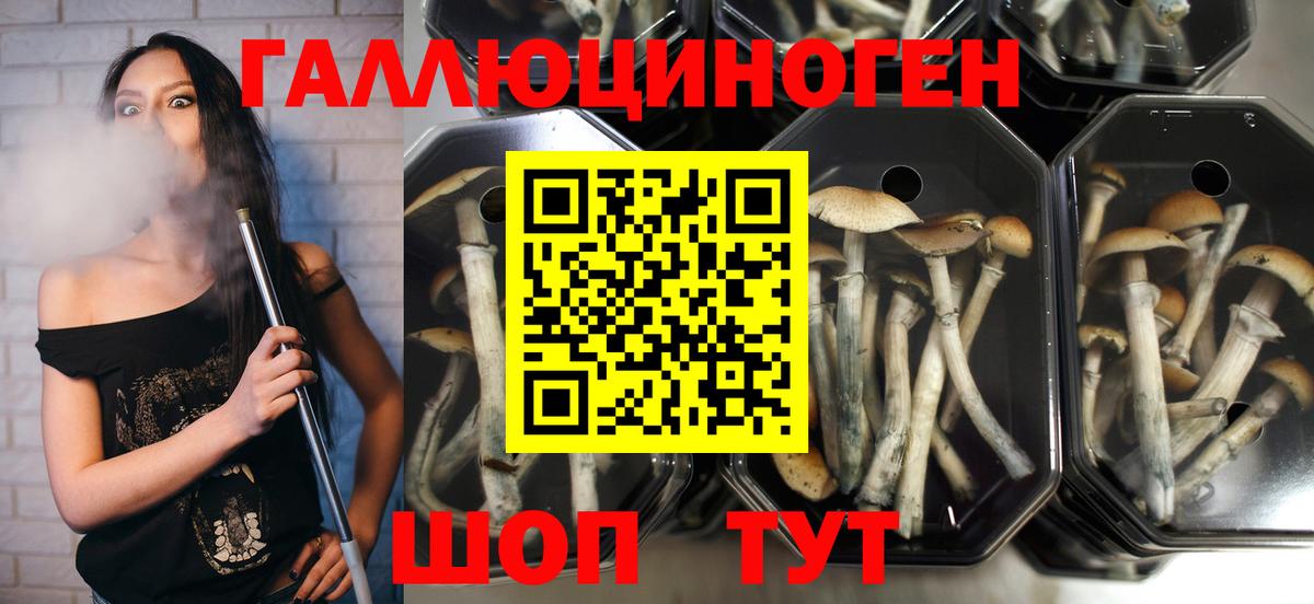 Псилоцибиновые грибы Psilocybe  Вход с VPN  Дзержинск 